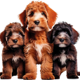 29