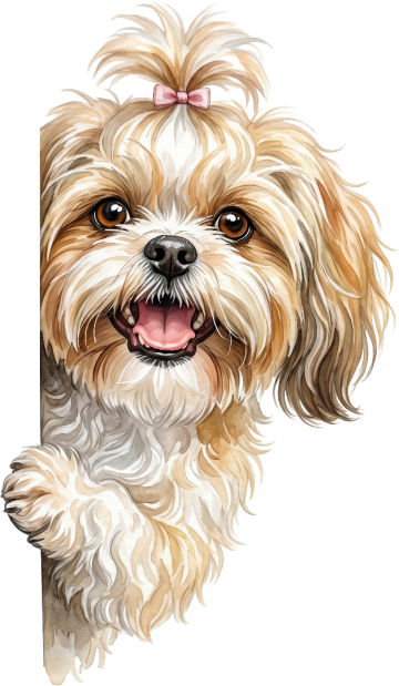 Ai01591 shih tzu