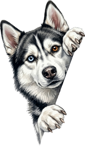Ai01598 siberian husky