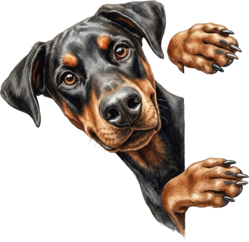 Ai01600 dachshund